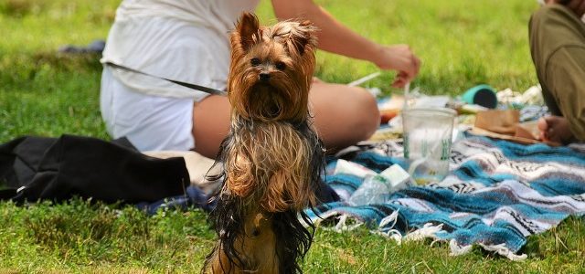 László napi Piknik László napi Piknik