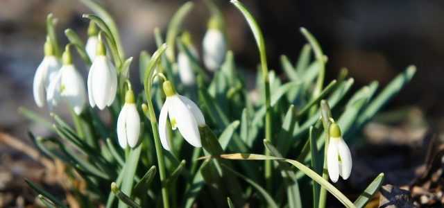 Februári programok Szekszárdon Februári programok Szekszárdon